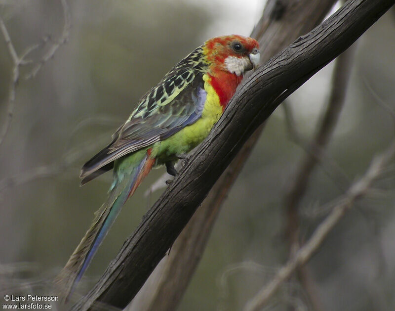 Eastern Rosella