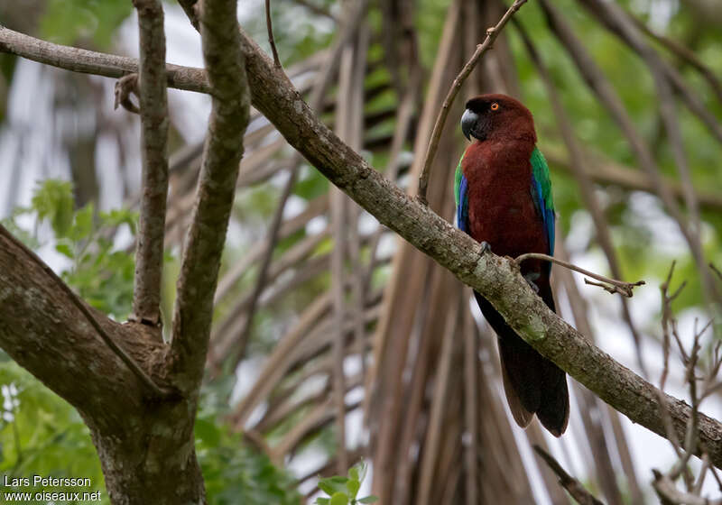 Maroon Shining Parrotadult, identification