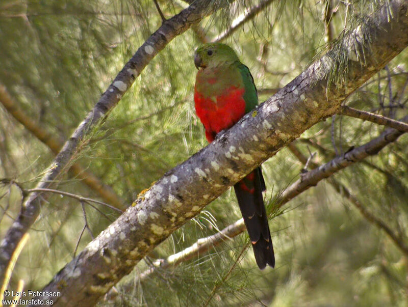 Australian King Parrot