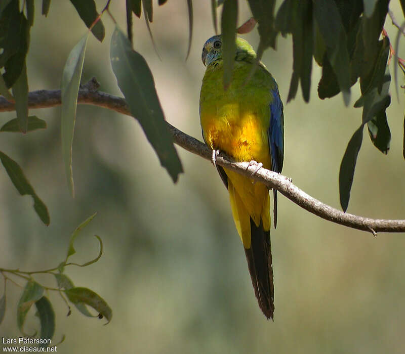 Turquoise Parrot female adult, identification