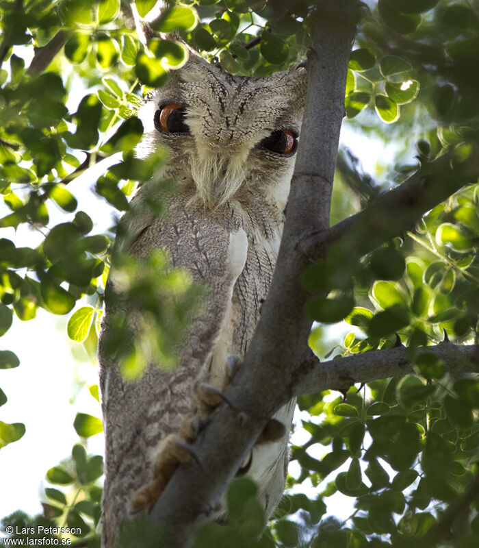 Petit-duc à face blanche