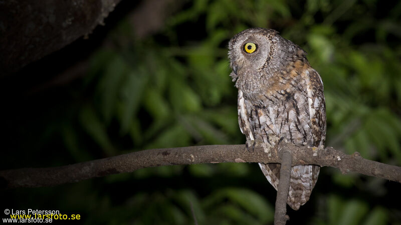 African Scops Owl