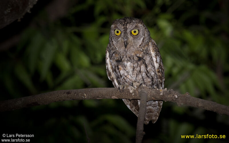 African Scops Owl