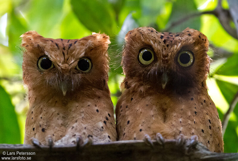 Sokoke Scops Owl