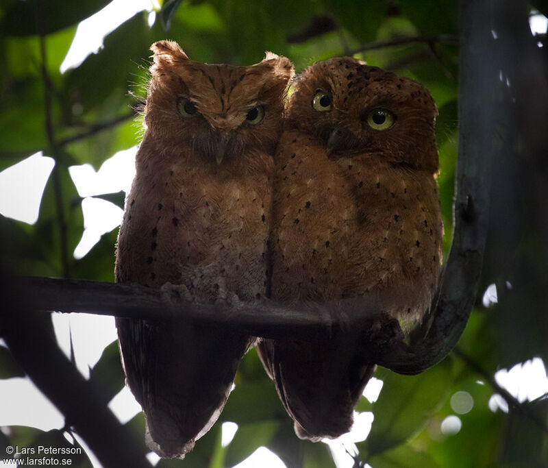 Sokoke Scops Owl