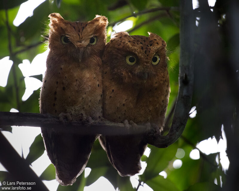 Sokoke Scops Owl