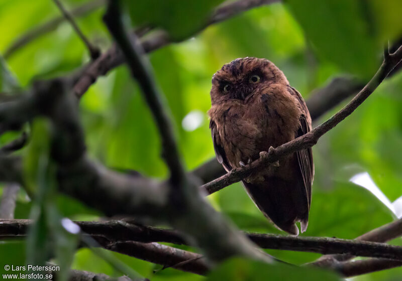 Sao Tome Scops Owl