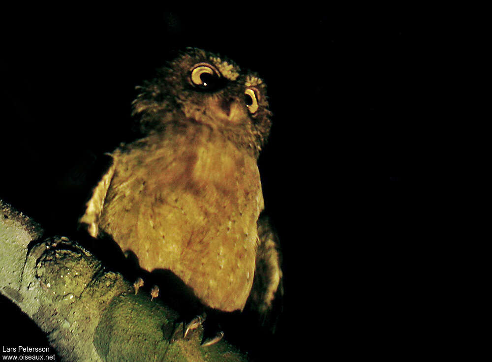 Andaman Scops Owl