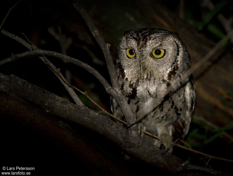 Western Screech Owl