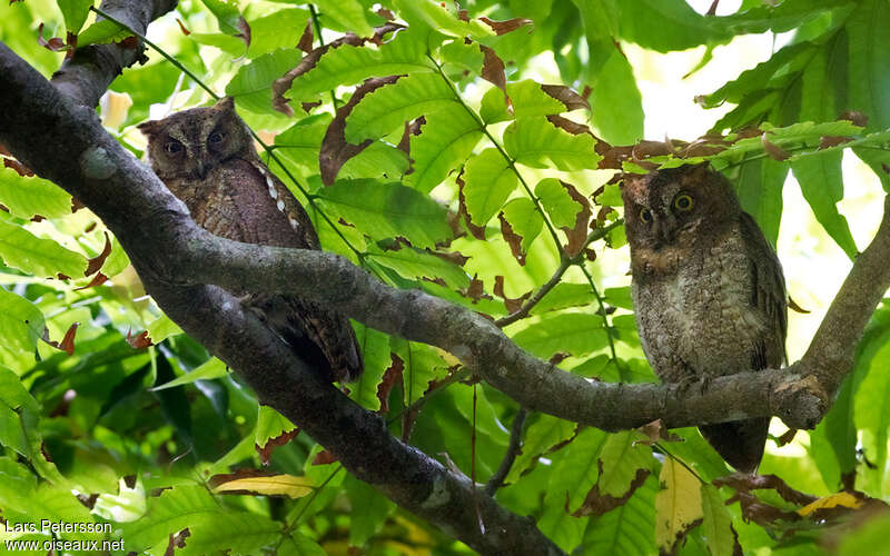 Ryukyu Scops Owladult, identification