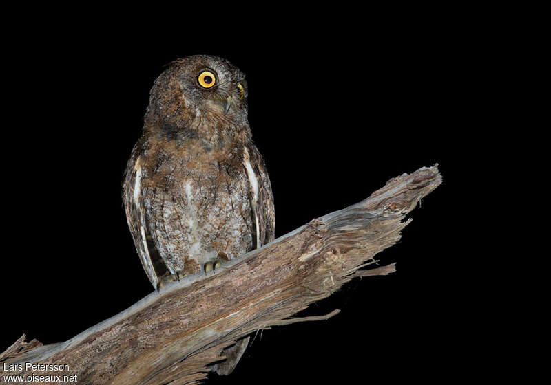 Ryukyu Scops Owladult, close-up portrait