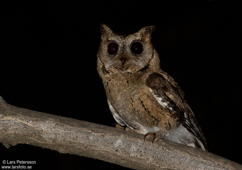 Indian Scops Owl