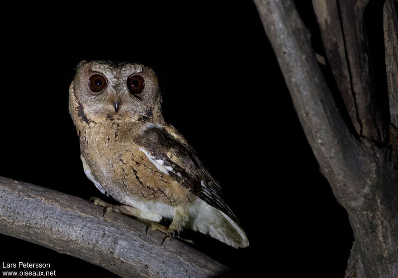 Indian Scops Owladult