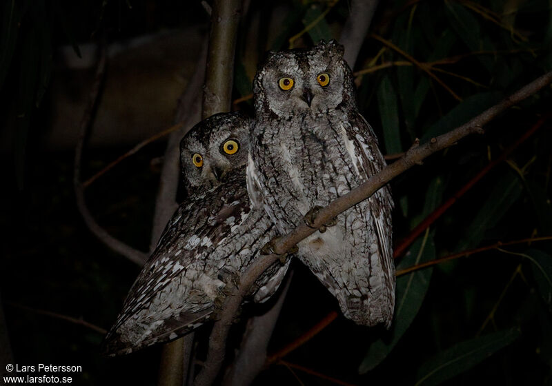 Petit-duc scops