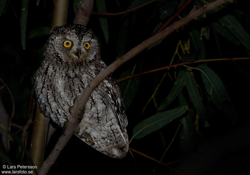 Petit-duc scops