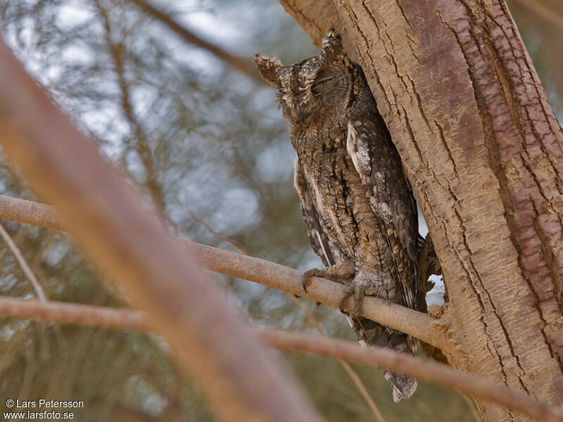 Eurasian Scops Owl