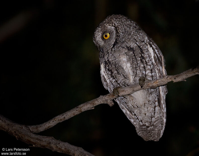 Eurasian Scops Owl