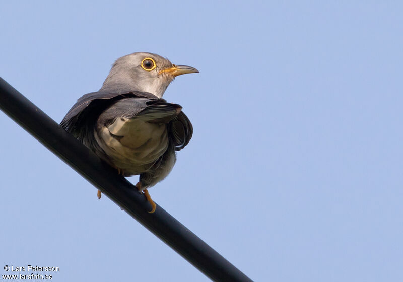 Lesser Cuckoo