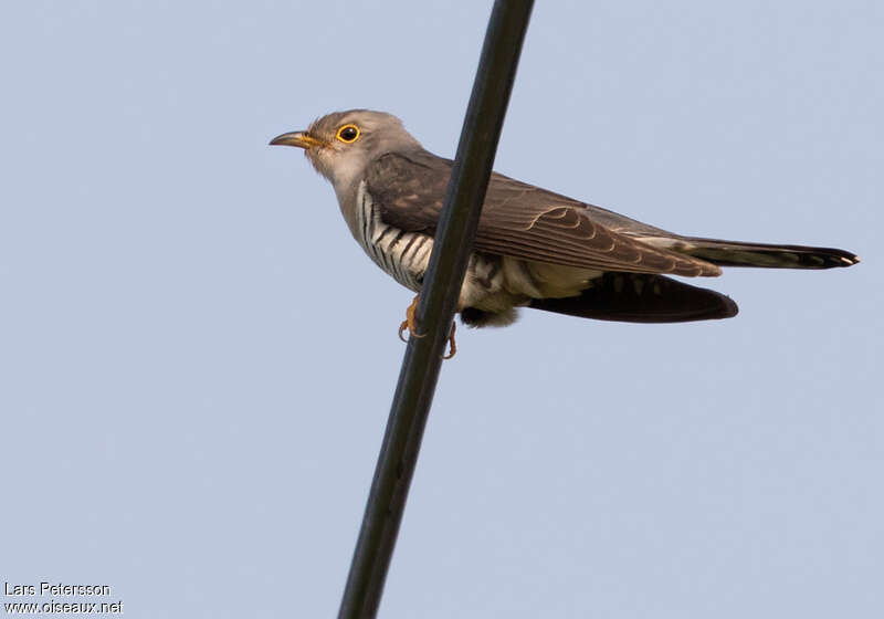 Lesser Cuckooadult, identification