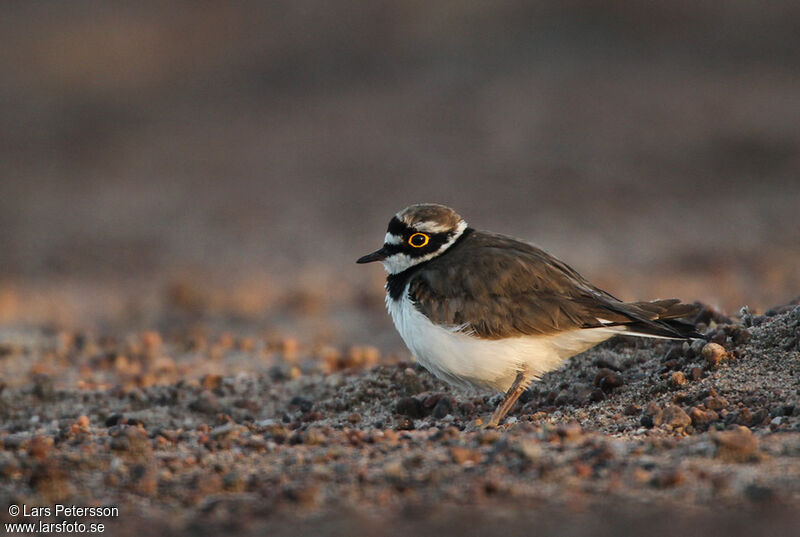 Little Ringed Plover