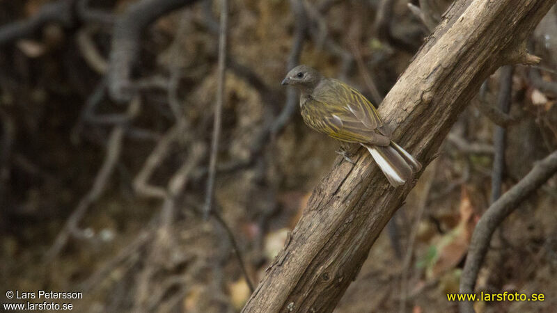 Lesser Honeyguide