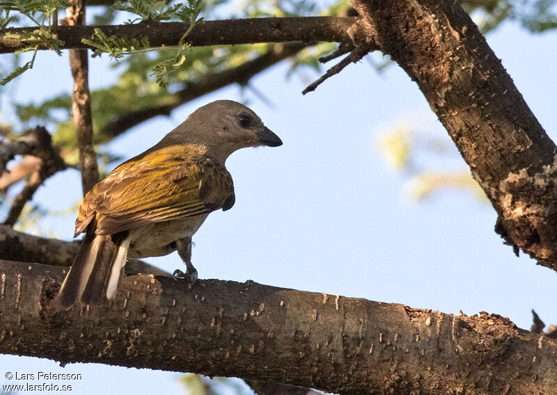 Lesser Honeyguide