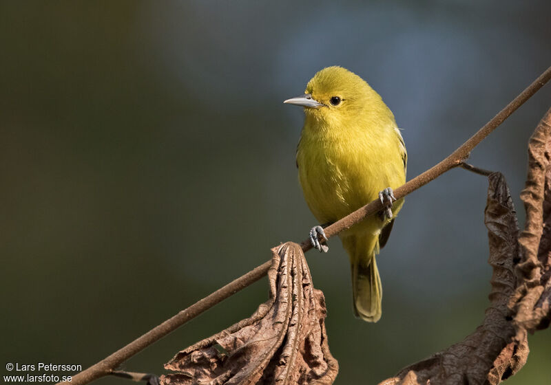 Common Iora