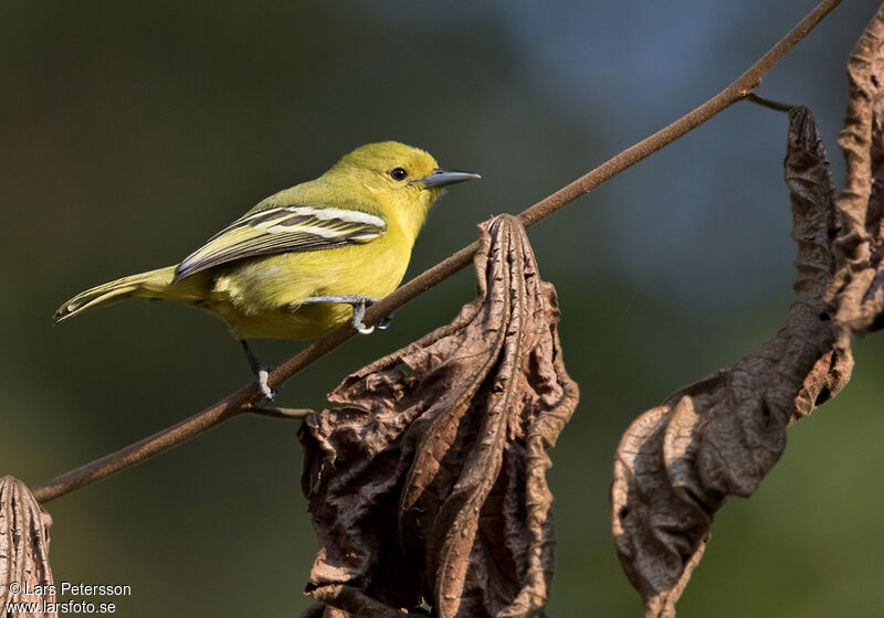 Common Iora