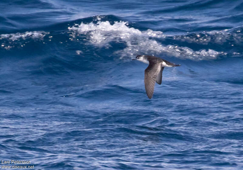 Little Shearwater, Flight