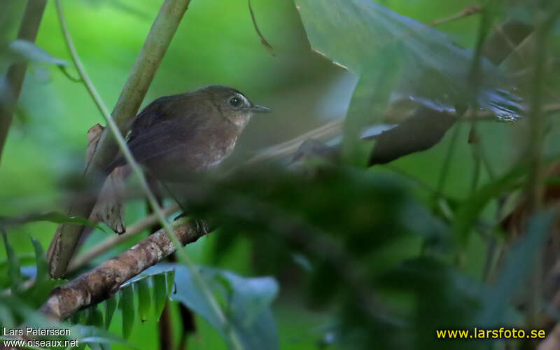 Lesser Shortwing