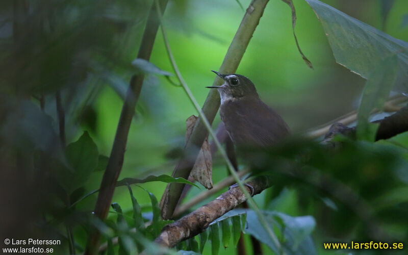 Lesser Shortwing