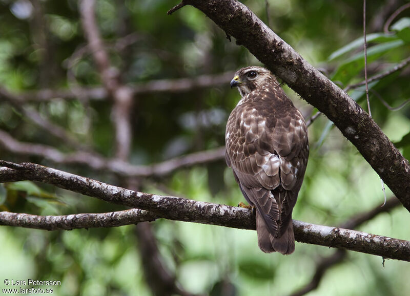 Broad-winged Hawk