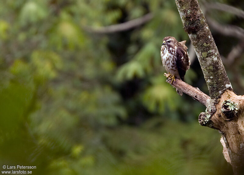 Broad-winged Hawk