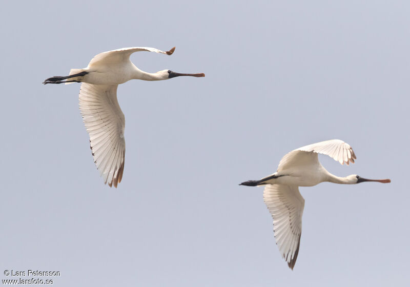 Black-faced Spoonbill