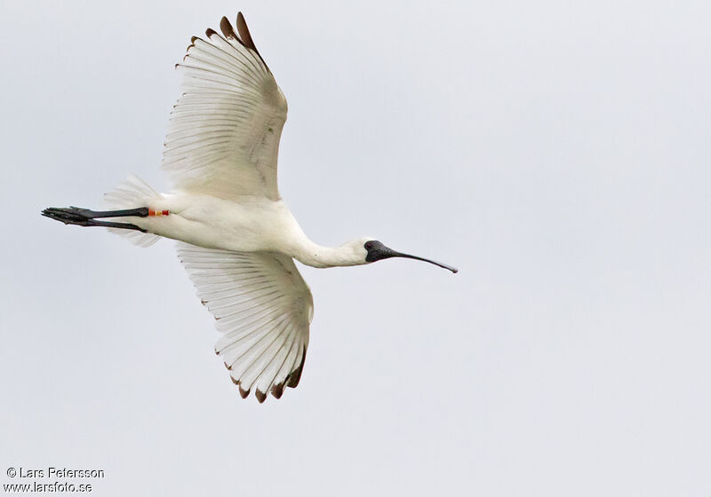 Black-faced Spoonbill