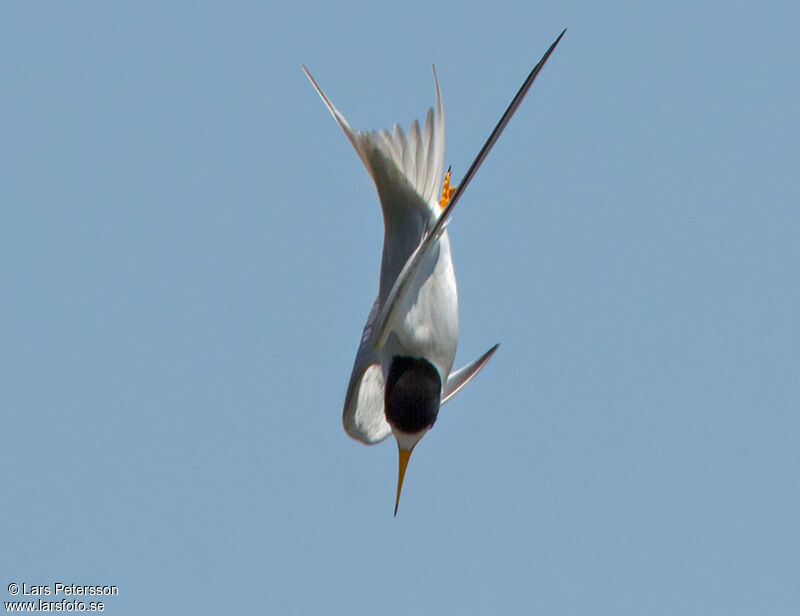 Least Tern