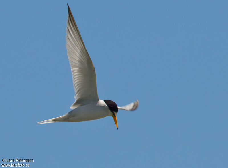 Least Tern