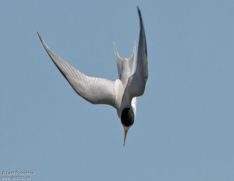 Least Tern