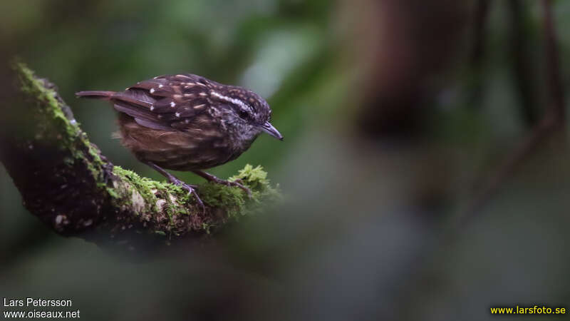 Petite Turdinuleadulte, identification