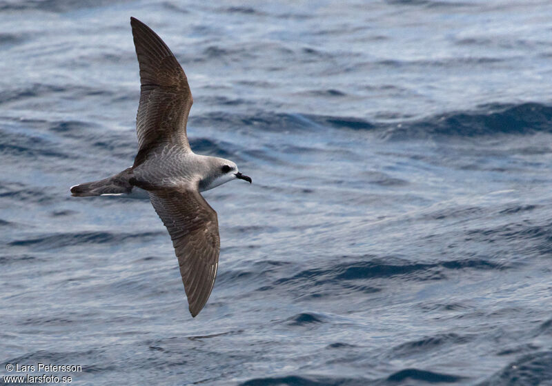 Cook's Petrel