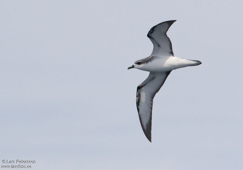 Cook's Petrel