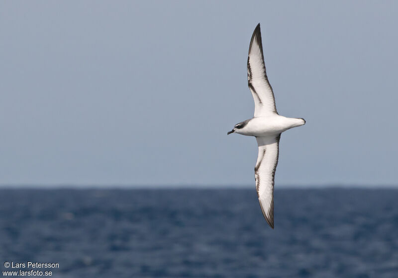 Cook's Petrel