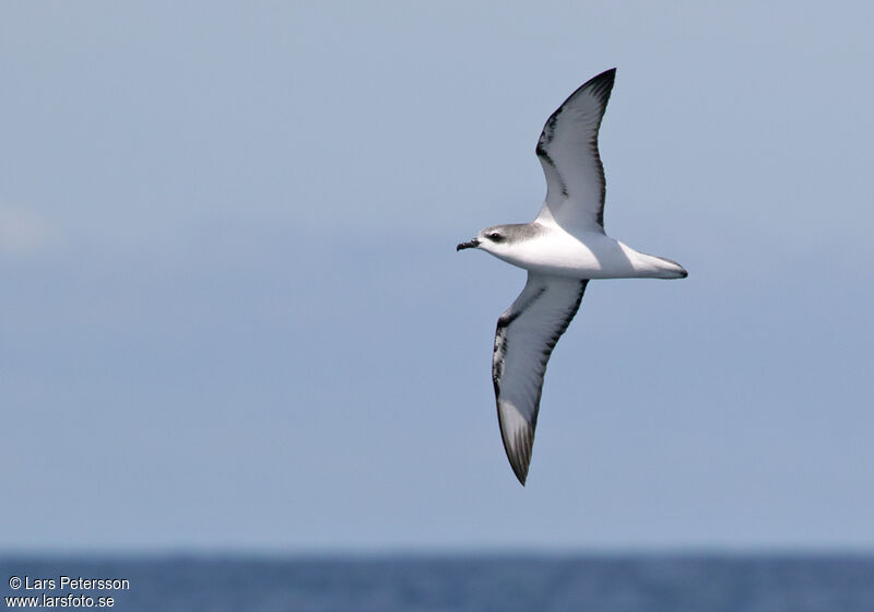 Cook's Petrel