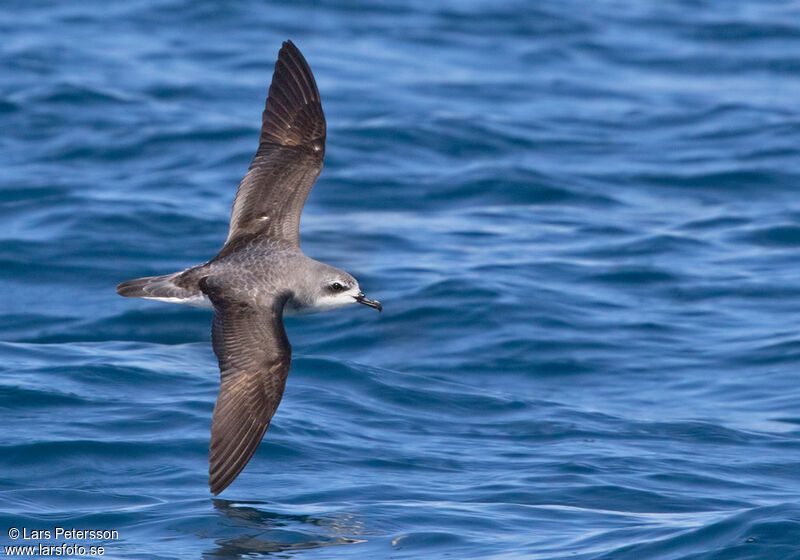 Cook's Petrel