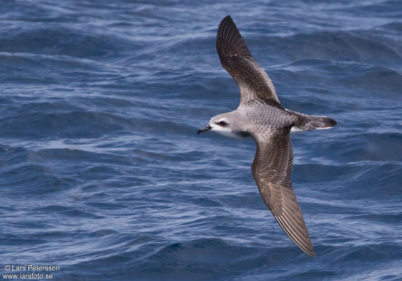 Cook's Petrel