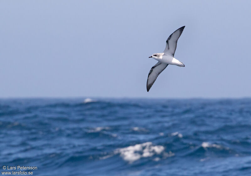 Cook's Petrel