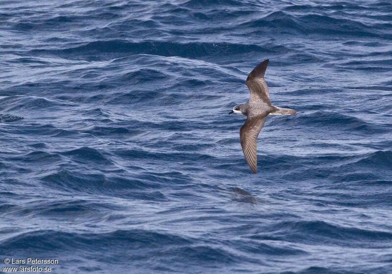 Cook's Petrel