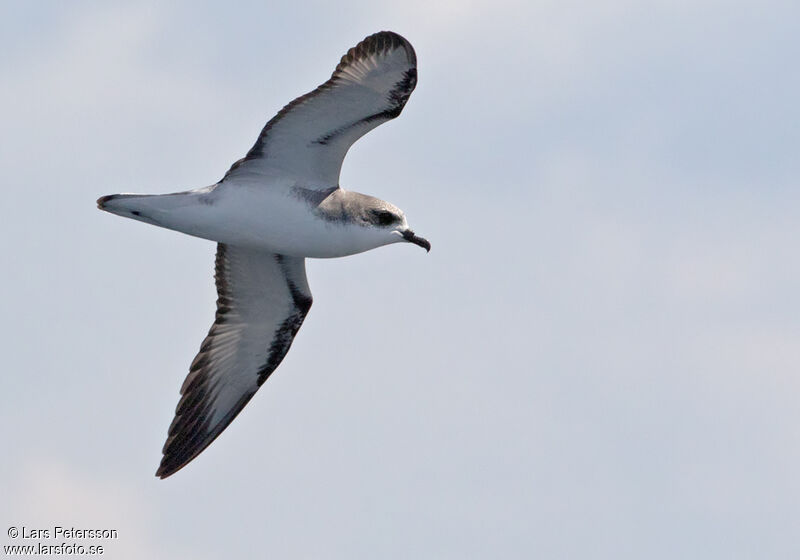 Cook's Petrel