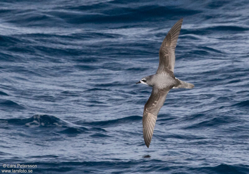 Cook's Petrel