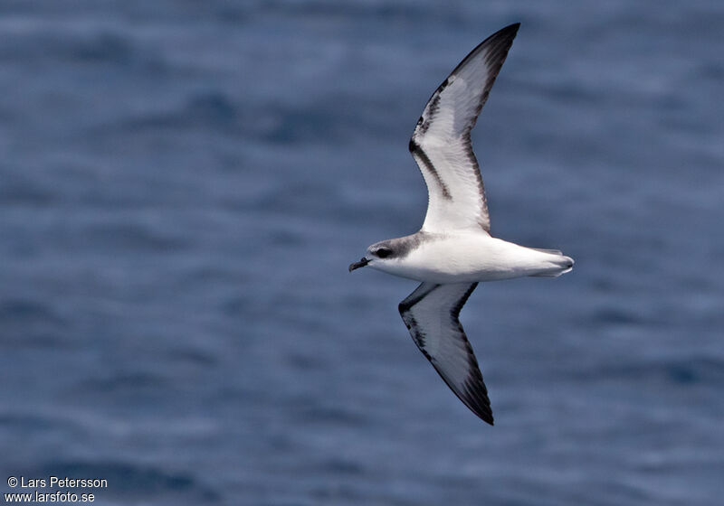 Cook's Petrel